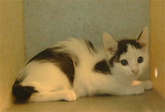 Shelter Stray Female Cat last seen , 216 W Victoria St, Gardena, CA 90248, USA