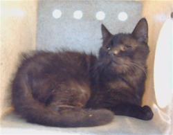 Shelter Stray Male Cat last seen , 216 W Victoria St, Gardena, CA 90248, USA