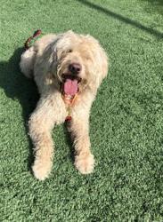 Shelter Stray Male Dog last seen Near BLOCK E ASHLAN AVE, FRESNO CA 93726 3533, 5277 E Airways Blvd, Fresno, CA 93727, USA