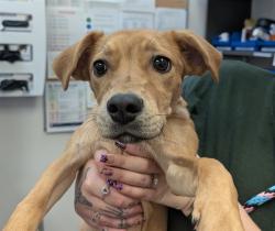 Shelter Stray Female Dog last seen , 4000 N Silverbell Rd, Tucson, AZ 85745, USA