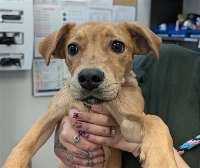 Shelter Stray Female Dog last seen , 4000 N Silverbell Rd, Tucson, AZ 85745, USA