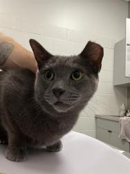 Shelter Stray Male Cat last seen Near, 5001 E Raymond St, Indianapolis, IN 46203, USA
