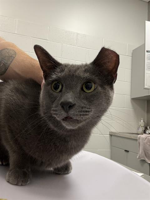Shelter Stray Male Cat last seen Near, 5001 E Raymond St, Indianapolis, IN 46203, USA