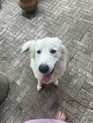 Found/Stray Male Dog last seen Near & Old Hwy 105, Conroe, TX 77304
