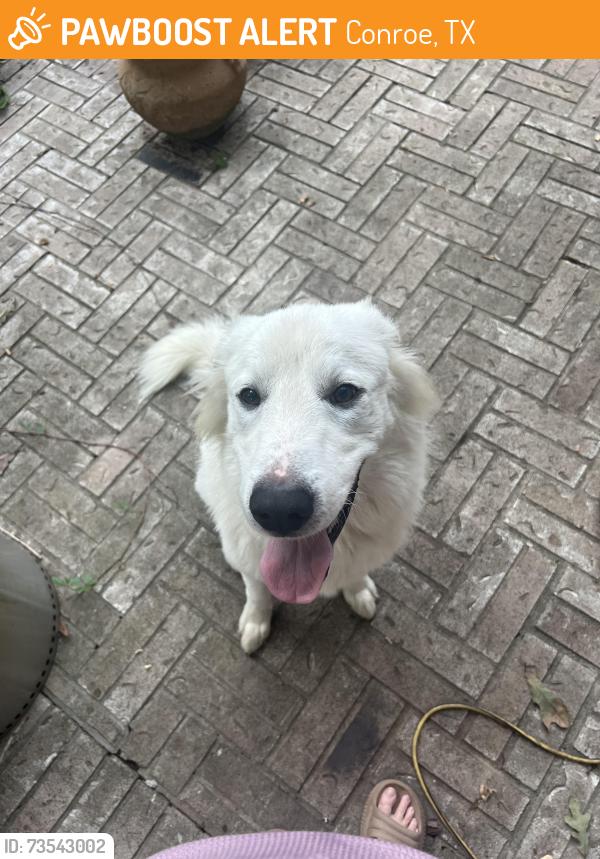 Found/Stray Male Dog last seen Near & Old Hwy 105, Conroe, TX 77304