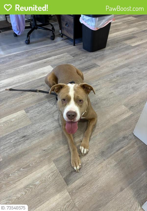 Reunited Male Dog last seen Roto-Rooter 3850 I-55 South Frontage Road Jackson MA 39212, Jackson, MS 39212