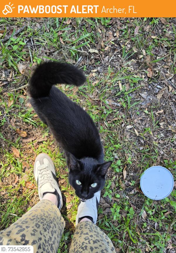 Found/Stray Male Cat last seen SW 143rd St and SW Archer Rd in Archer, FL, Archer, FL 32618