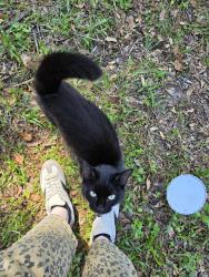 Found/Stray Male Cat last seen SW 143rd St and SW Archer Rd in Archer, FL, Archer, FL 32618