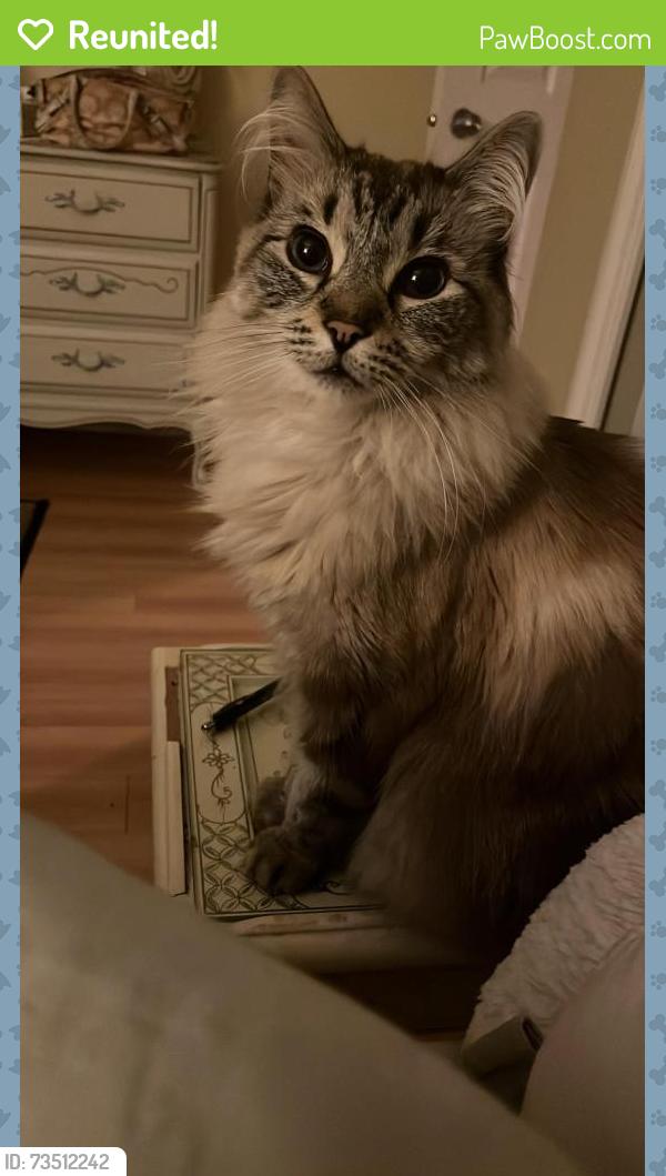 Reunited Male Cat last seen Imperial st and Canada Way, Burnaby, BC V5E 1P8
