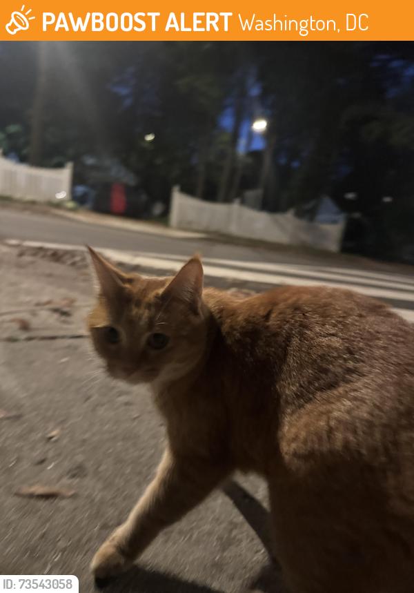 Found/Stray Unknown Cat last seen Corner of Jenifer St and Reno St., Washington, DC 20015
