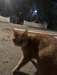 Found/Stray Unknown Cat last seen Corner of Jenifer St and Reno St., Washington, DC 20015