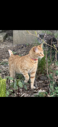 Lost Male Cat last seen Pin Oak court neighborhood, Menomonee Falls, WI 53051