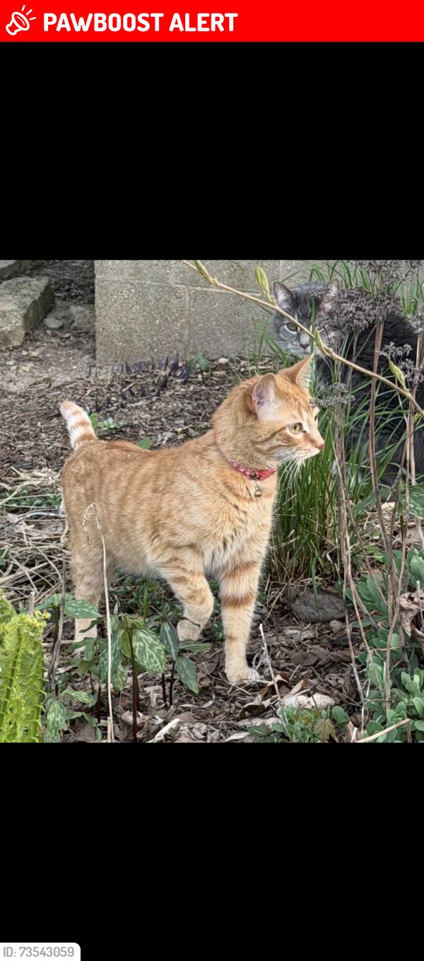 Lost Male Cat last seen Pin Oak court neighborhood, Menomonee Falls, WI 53051