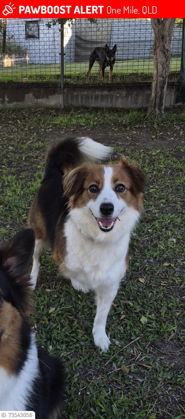 Lost Female Dog last seen Peacock street, One Mile, QLD 4305