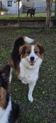 Lost Female Dog last seen Peacock street, One Mile, QLD 4305