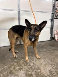 Found/Stray Female Dog last seen Pipeline & Rosewood CHINO HILLS CA, Chino Hills, CA 91709