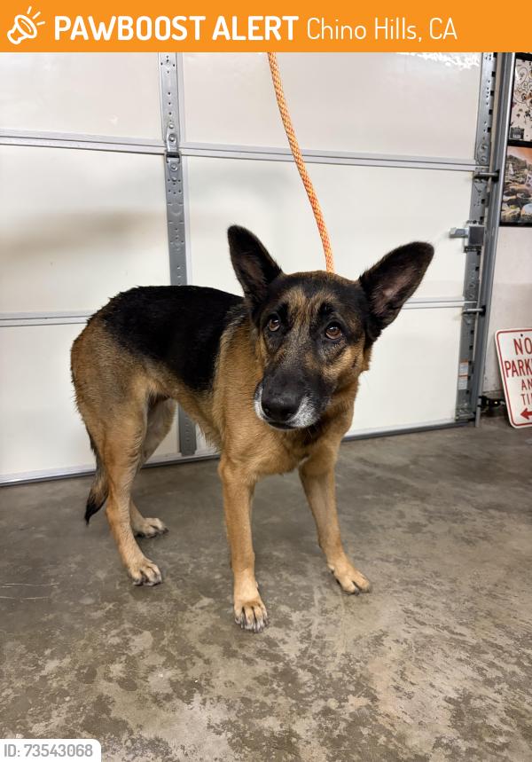 Found/Stray Female Dog last seen Pipeline & Rosewood CHINO HILLS CA, Chino Hills, CA 91709