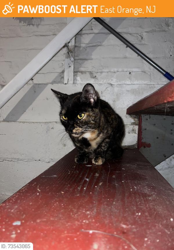 Found/Stray Female Cat last seen South 20TH ST, East Orange, NJ 07018