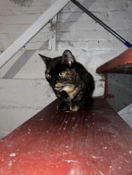 Found/Stray Female Cat last seen South 20TH ST, East Orange, NJ 07018
