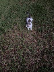 Found/Stray Unknown Cat last seen Near Landings boulevard, Sarasota, FL 34231