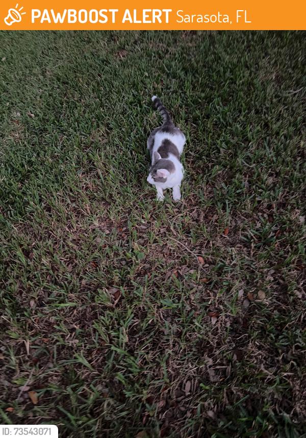 Found/Stray Unknown Cat last seen Near Landings boulevard, Sarasota, FL 34231