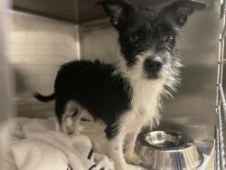 Shelter Stray Female Dog last seen Near Prince George, Desoto, TX, 1150 E Pleasant Run Rd, Cedar Hill, TX 75104, USA
