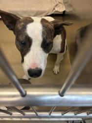 Shelter Stray Male Dog last seen Near Lou Avenue, Duncanville, TX, 1150 E Pleasant Run Rd, Cedar Hill, TX 75104, USA