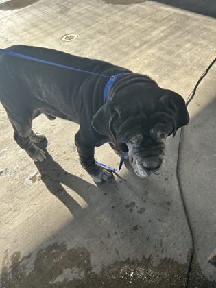 Shelter Stray Male Dog last seen Near WIMBERLY ST, West District, TX, 355 Hillshire Dr, Haslet, TX 76052, USA