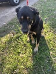 Shelter Stray Female Dog last seen Near PUTNAM ST, East District, TX, 355 Hillshire Dr, Haslet, TX 76052, USA