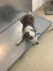 Shelter Stray Male Dog last seen Near MILLER ST, East District, TX, 355 Hillshire Dr, Haslet, TX 76052, USA