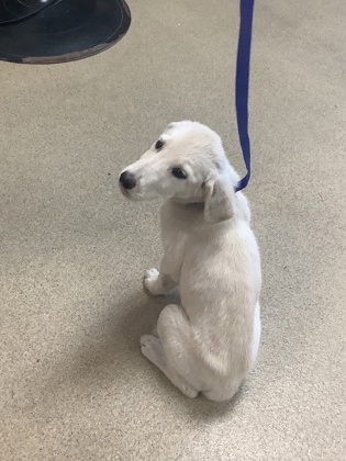 Shelter Stray Female Dog last seen Near MILLER ST, East District, TX, 355 Hillshire Dr, Haslet, TX 76052, USA
