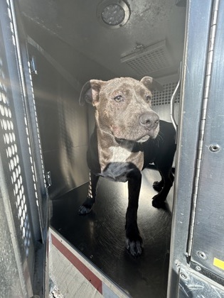 Shelter Stray Male Dog last seen Near CARMEL AVE, East District, TX, 355 Hillshire Dr, Haslet, TX 76052, USA