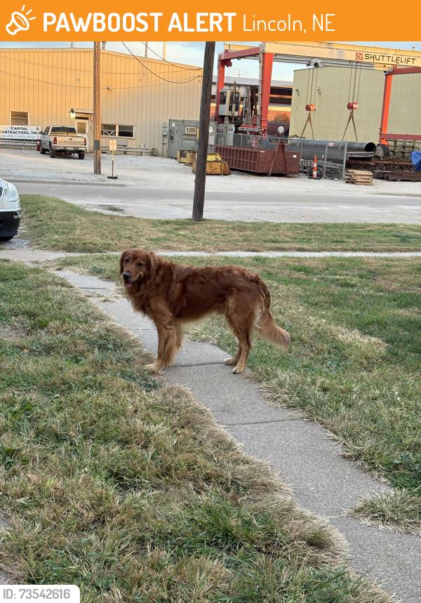 Found/Stray Unknown Dog last seen North Bottoms, Lincoln, NE 68508