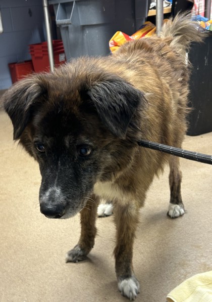 Shelter Stray Male Dog last seen , , GA, 3280 Chamblee Dunwoody Rd, Chamblee, GA 30341, USA