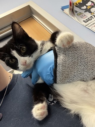 Shelter Stray Female Cat last seen Near North Druid Hills Road, Decatur, GA, 30033, 30033, GA, 3280 Chamblee Dunwoody Rd, Chamblee, GA 30341, USA