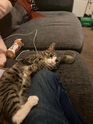 Lost Male Cat last seen Behind Lord street, Merseyside, England 