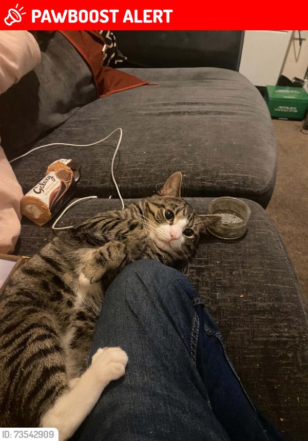 Lost Male Cat last seen Behind Lord street, Merseyside, England 
