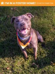 Shelter Stray Male Dog last seen Near N. Hilton St., 21229, MD, 2490 Giles Rd, Baltimore, MD 21225, USA