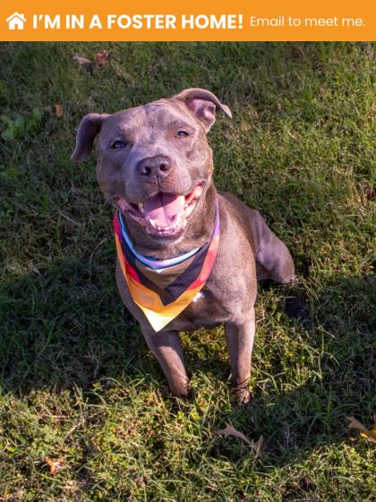 Shelter Stray Male Dog last seen Near N. Hilton St., 21229, MD, 2490 Giles Rd, Baltimore, MD 21225, USA