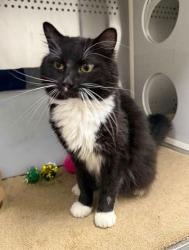Shelter Stray Male Cat last seen Near Clifton Ave, Baltimore, MD 21216, 21216, MD, 2490 Giles Rd, Baltimore, MD 21225, USA