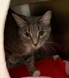 Shelter Stray Female Cat last seen Near Normount ave, 21216, MD, 2490 Giles Rd, Baltimore, MD 21225, USA