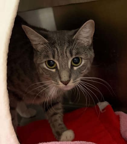 Shelter Stray Female Cat last seen Near Normount ave, 21216, MD, 2490 Giles Rd, Baltimore, MD 21225, USA
