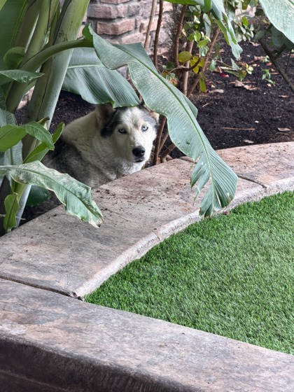 Shelter Stray Female Dog last seen W Olive Ave & N Barcus Ave, Fresno Zone Fresno CO 2 93722, CA, 1510 W Dan Ronquillo Dr, Fresno, CA 93706, USA