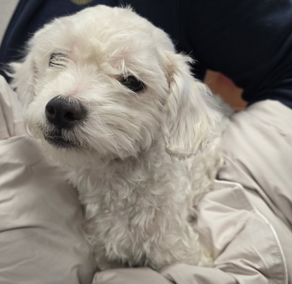 Shelter Stray Male Dog last seen Old Auburn Rd & S Cirby Way, Roseville City, CA, 200 Tahoe Ave, Roseville, CA 95678, USA