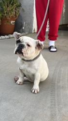 Found/Stray Female Dog last seen 15th st West and Ave J, Lancaster, CA 93534
