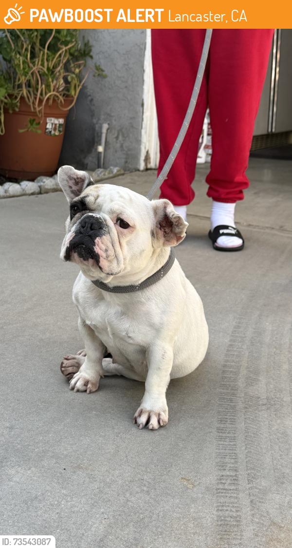 Found/Stray Female Dog last seen 15th st West and Ave J, Lancaster, CA 93534