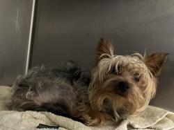 Shelter Stray Male Dog last seen Near Main St, 70714, LA, 2550 Gourrier Ave, Baton Rouge, LA 70820, USA