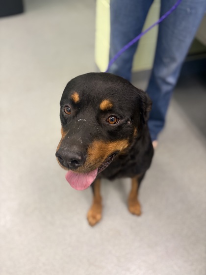 Shelter Stray Male Dog last seen Near harley ridge rd, Gregg County, TX, 303 H G Mosley Pkwy, Longview, TX 75604, USA