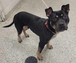 Shelter Stray Male Dog last seen E 75th St & Indiana Ave, 64132, 64132, MO, 7077 Elmwood Ave, Kansas City, MO 64132, USA