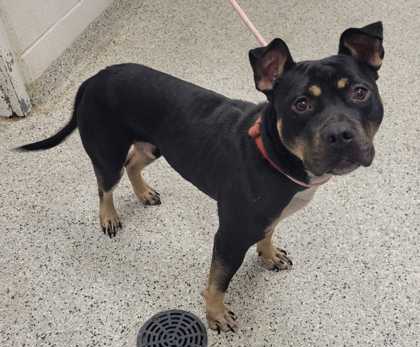 Shelter Stray Male Dog last seen E 75th St & Indiana Ave, 64132, 64132, MO, 7077 Elmwood Ave, Kansas City, MO 64132, USA